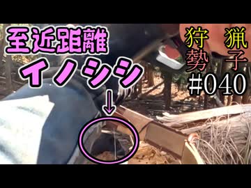 狩猟勢子動画＃040　至近距離イノシシ