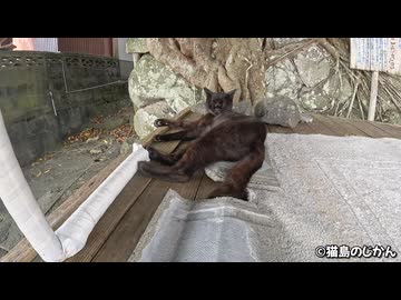 大きなテーブルでくつろぐおでこの「八の字」がトレードマークの白黒猫と黒猫
