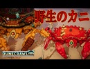 探索してたら野生のカニちゃんに出会ったぜ！【DuneCrawl】