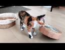 手作り爪とぎを即座に破壊しにきた子猫…