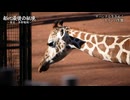 動物園で自然観察ドキュメンタリーを作ってみた
