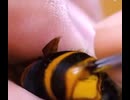 やじゅまんと見る8