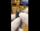 やじゅまんと見る蚕