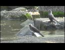 【野鳥観察】水浴びをするヒヨドリ
