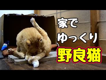 もう家猫 気分？【野良猫】