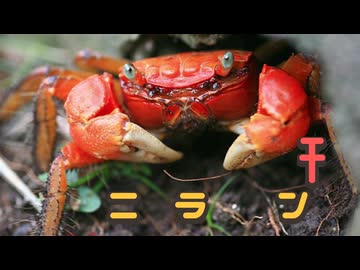 エッチなカニランキング20選