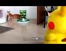 ピカチュウそっちのけでふたりの世界に入る子猫たち
