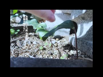 幻ですか？/ 初音ミク