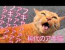 アホ猫のフギャァァ、桜の街に轟くフギャァァ