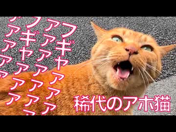 アホ猫のフギャァァ、桜の街に轟くフギャァァ