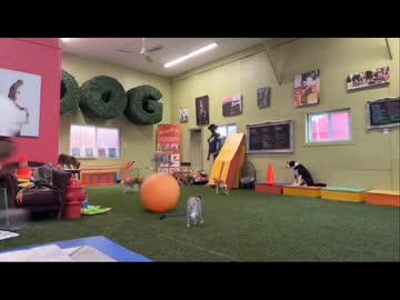 ホモと見るペットホテルでずっとボールの上で生活している犬