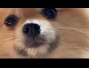 ポメラニアン