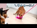 おもちゃを気に入りすぎて、初めてうなりだす子猫
