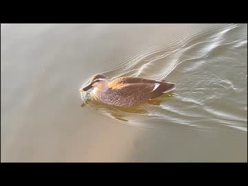 かわしまVlog  浮間公園編