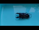初めてのスマトラヒラタクワガタ アゴ縛り挑戦！
