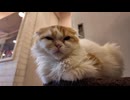 キャットタワーでウトウトしているオーレ