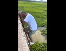 やじゅまんと見る草生える