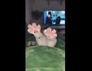 やじゅまんと見るくつろぎ