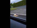 やじゅまんと見るつむり