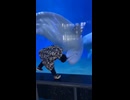 やじゅまんと見るイルカ