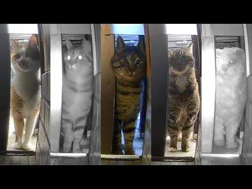 なぜか 全員？登場 スペシャル回…【野良猫】