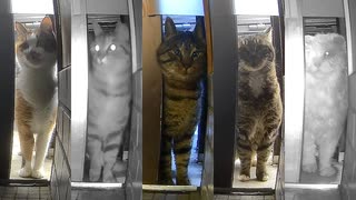 ご近所猫が全員集合？ 飼い猫、野良猫を問わずに訪れる玄関へ「ここは