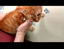 子猫が、苦手な動物病院をがんばりました。