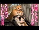 激おこイモタワー子猫、2年後のしあわせ通信