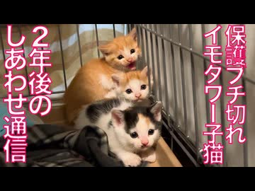 激おこイモタワー子猫、2年後のしあわせ通信
