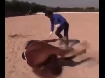 ホモと見る人間が乗ろうとすると死んだふりする馬