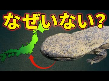 オオサンショウウオが東日本にいない理由【生物解説】