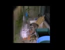 庭で野生のアライグマにペットが捕食される瞬間を捉えた衝撃映像
