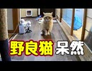 …そして誰も いなくなった…【野良猫】
