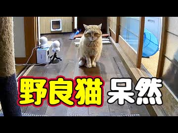 …そして誰も いなくなった…【野良猫】