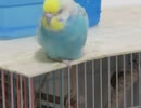 片足でウトウトするインコ 近くにキンカチョウ2026年1月28日
