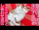激おこイモタワー子猫、2年後のしあわせ通信
