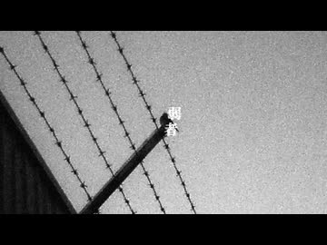 弱者 / 初音ミク