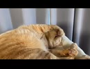 お昼寝マロン