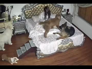 ホモと見る午前３時に運動会する犬たち