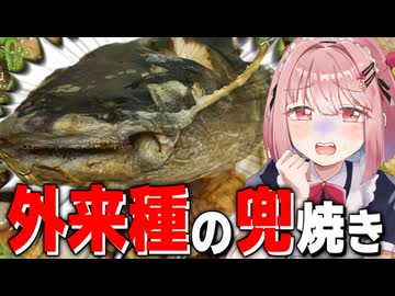 【特定外来生物】貧乏過ぎてアメリカナマズの兜焼きで空腹を満たそうとした結果ヤバい事になった…【メスガキわからせ限界飯】