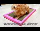 新しい爪とぎにゴキゲンな子猫