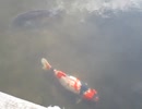 のんびりした鯉の動画　2026年1月29日