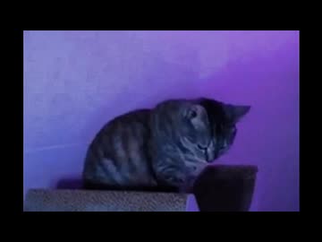 ♪「たしかなこと」すぺしゃるえま　ちゃん