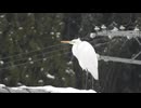 ダイサギっていうんだって　Geminiに尋ねたら