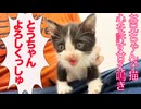 お利口お兄ちゃん子猫、人間に心を許す