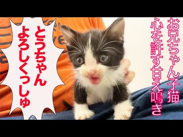 お利口お兄ちゃん子猫、人間に心を許す