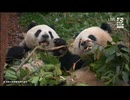 PandapiaLive_2026_1_29