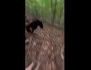 やじゅまんとみる追われ熊
