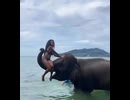やじゅまんとみるゾウ