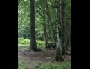 やじゅまんとみるせなか